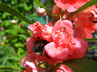 Image showing bumblebee collecting nectar on the flower