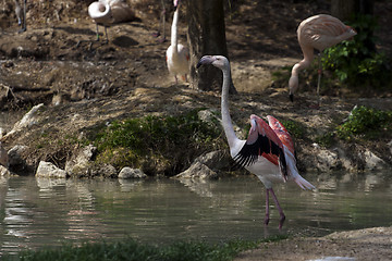 Image showing Pink Flamingo