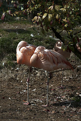 Image showing Pink Flamingo