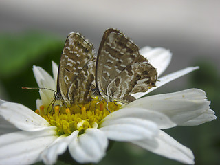 Image showing pair of butterflies on flower