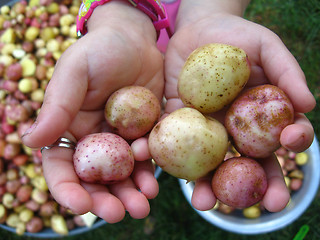 Image showing the harvest of potatoes