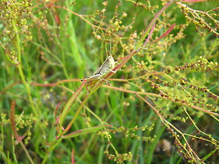 Image showing Grey grasshopper