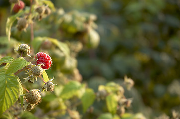 Image showing Raspberry bush