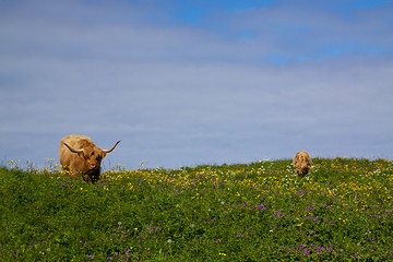 Image showing Highland cows