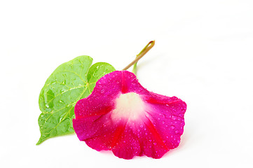 Image showing Morning glory 