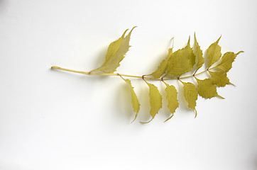 Image showing Autumn leaf