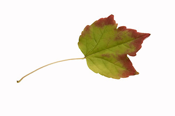 Image showing Autumn leaf