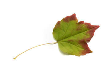 Image showing Autumn leaf