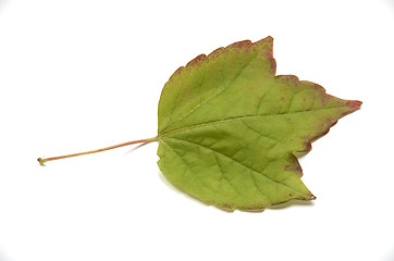 Image showing Autumn leaf