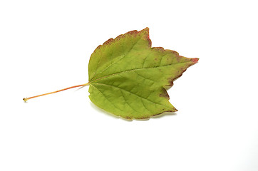 Image showing Autumn leaf