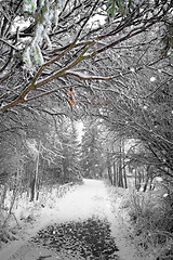 Image showing Winter path