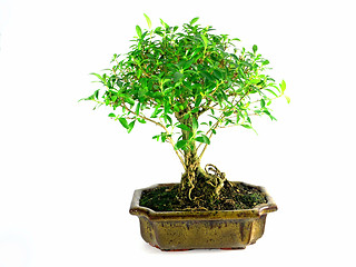 Image showing bonsai
