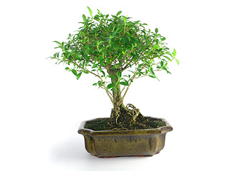 Image showing bonsai