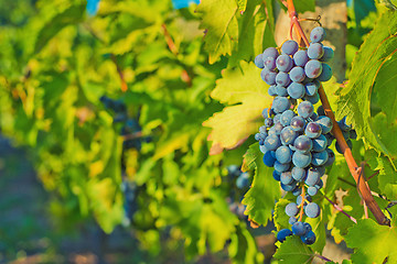 Image showing Grapes and vineyard