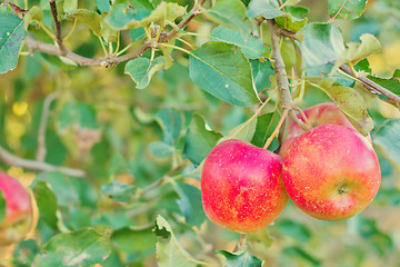 Image showing Red apple