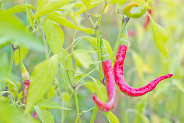 Image showing Red hot chili peppers