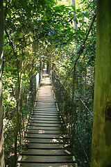 Image showing Suspended Bridge