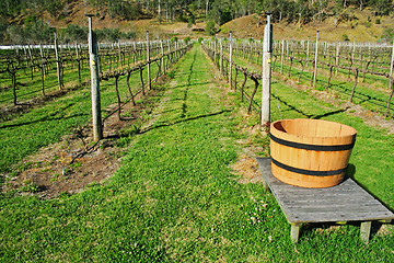 Image showing Vineyard