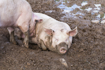 Image showing Two pigs sleeping in mud