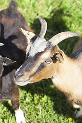 Image showing Goats graze on the lawn