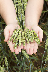 Image showing Hands with wheat ears on cereals field