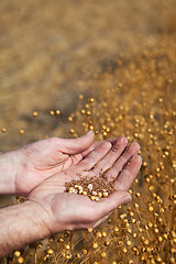 Image showing Hands holding flax