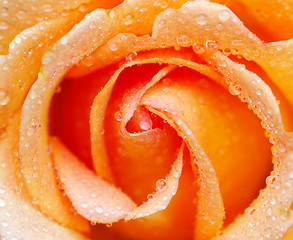 Image showing rose