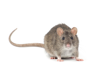 Image showing rat 