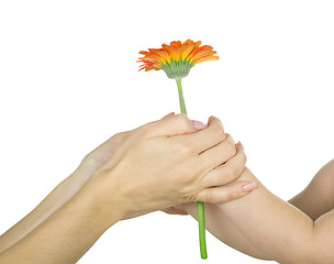 Image showing baby hand  holding flower