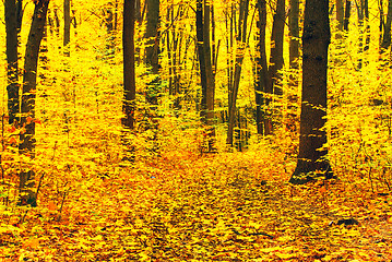 Image showing autumn forest  