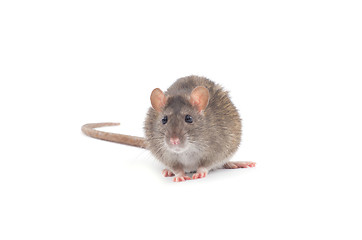 Image showing rat 