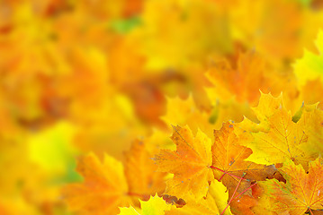 Image showing autumn leafs