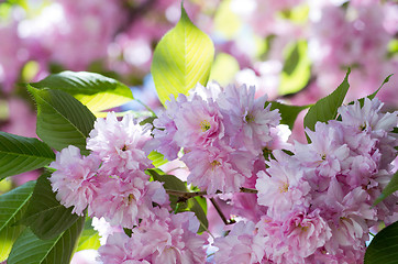 Image showing  cherry flower    