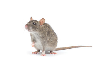 Image showing rat 