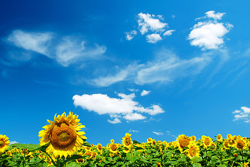 Image showing sunflower 