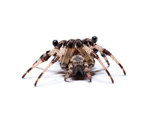 Image showing spider 