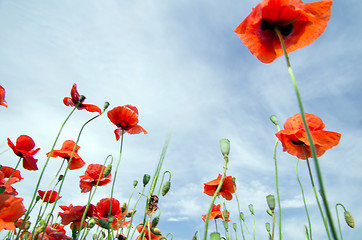 Image showing  red poppy