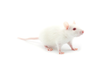 Image showing white rat 