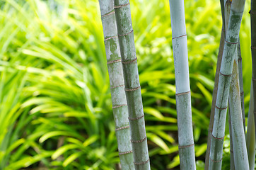 Image showing Bamboo 