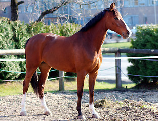 Image showing Young brown horse.