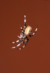 Image showing spider 