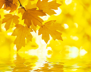 Image showing Autumn Background