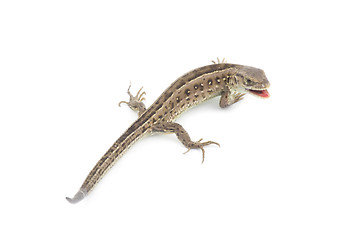 Image showing  lizard