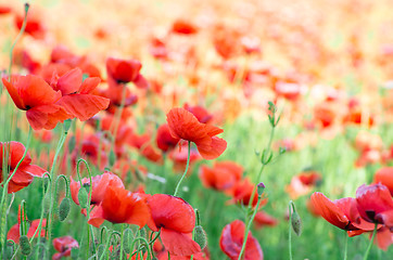 Image showing  red poppy 