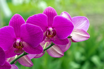 Image showing orchid 