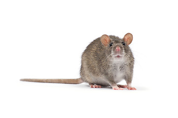 Image showing rat