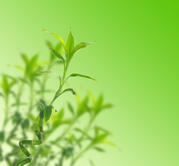 Image showing  bamboo 