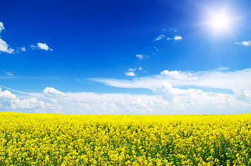 Image showing Yellow field rapeseed in bloom