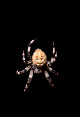 Image showing Spider 