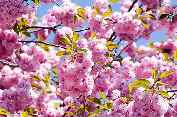 Image showing  cherry flower    